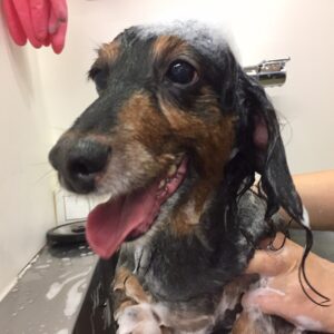 シャンプーダックス