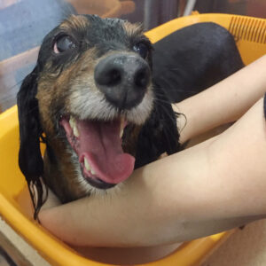 お風呂ダックス