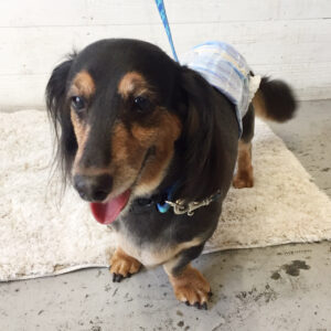 仕上がりダックス