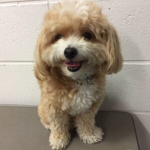 よろしくミックス