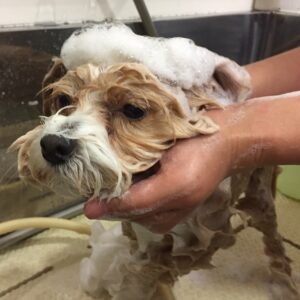 シャンプーミックス