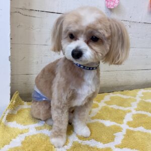 仕上がりミックス