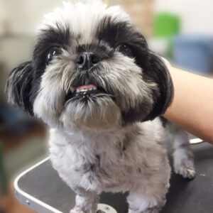 よろしくシーズー