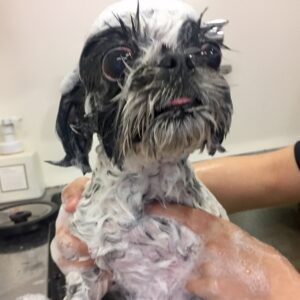 シャンプーシーズー