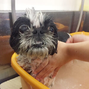 お風呂シーズー