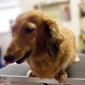 よろしくダックス