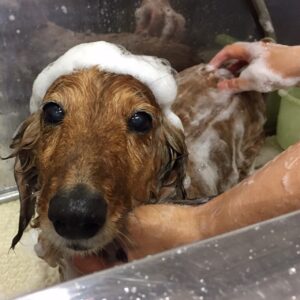 シャンプーダックス