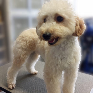 よろしくトイプー