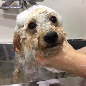 シャンプートイプー