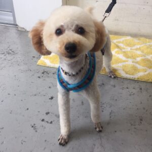 仕上がりトイプー