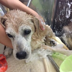 シャンプーミックス