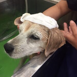 シャンプーミックス