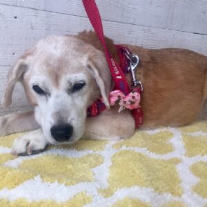 仕上がりミックス