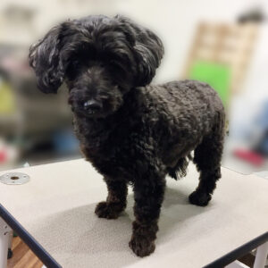 よろしくミックス