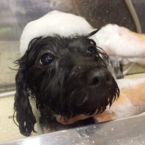 シャンプーミックス