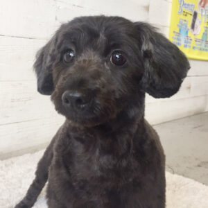 仕上がりミックス