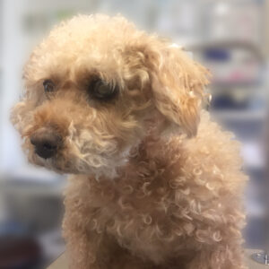 よろしくトイプー