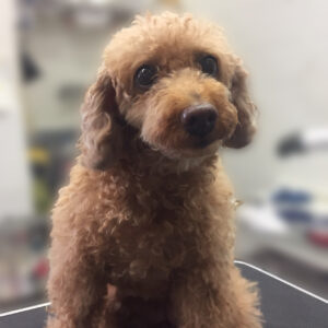 よろしくトイプー