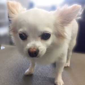 よろしくチワワ