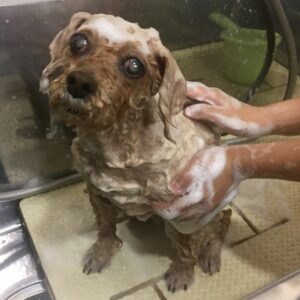 シャンプートイプー