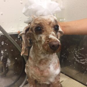 シャンプートイプー