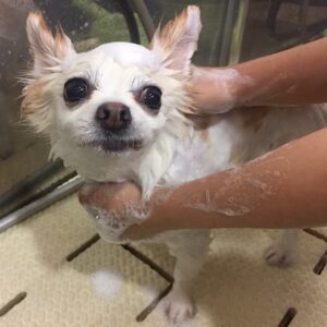 シャンプーチワワ