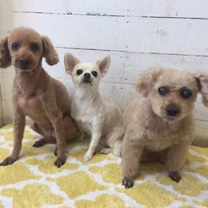 仕上がりトイプー&チワワ