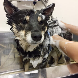 シャンプーしば