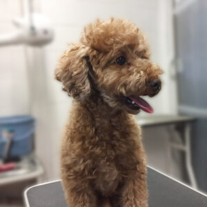 よろしくトイプー