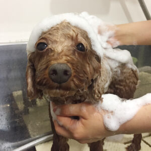 シャンプートイプー