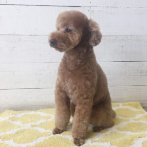 仕上がりトイプー