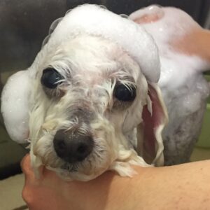 シャンプートイプー