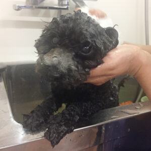 シャンプートイプー