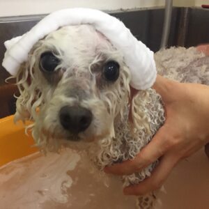 お風呂トイプー