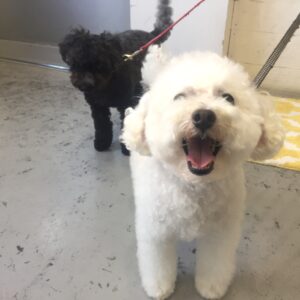 仕上がりトイプー