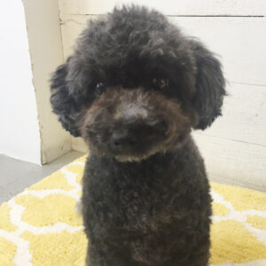 仕上がりトイプー