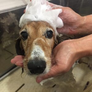 シャンプーダックス