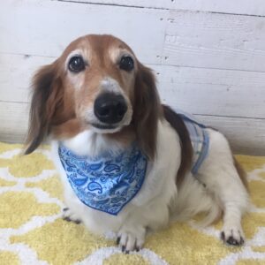 仕上がりダックス