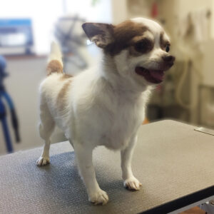 よろしくチワワ