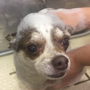 シャンプーチワワ