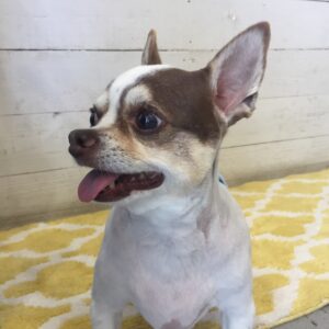 仕上がりチワワ