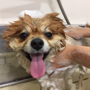 シャンプーポメ