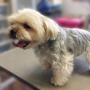 よろしくミックス