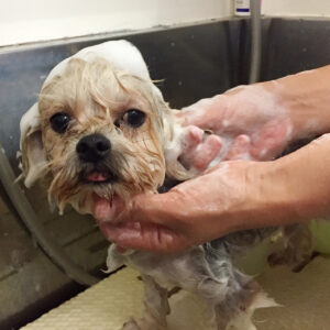 シャンプーミックス