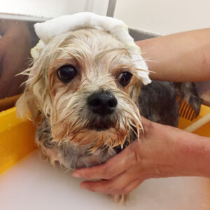 お風呂ミックス