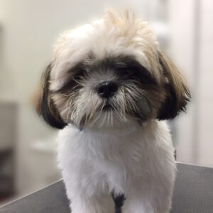 よろしくシーズー