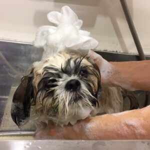 シャンプーシーズー