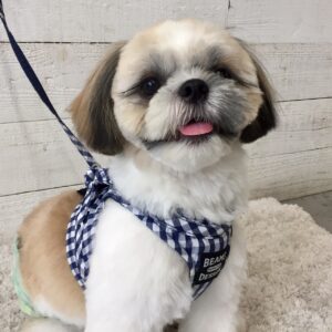 仕上がりシーズー