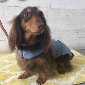 仕上がりダックス