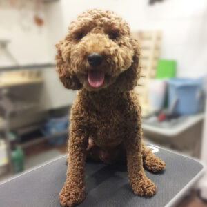 よろしくトイプー